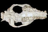 Oreodont (Merycoidodon) Partial Skull - Wyoming #123198-1